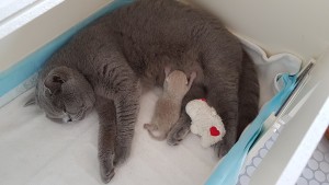 Maudi en kitten