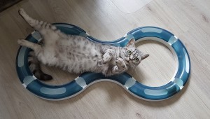 Fancy is zwanger!
