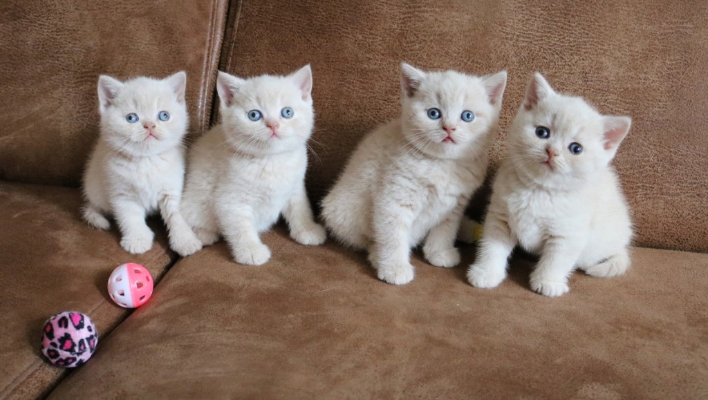 Kittens - E nestje