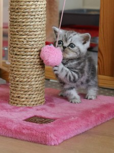 Kitten nest F