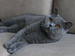 Maudi van de Kelmee (Maudi)