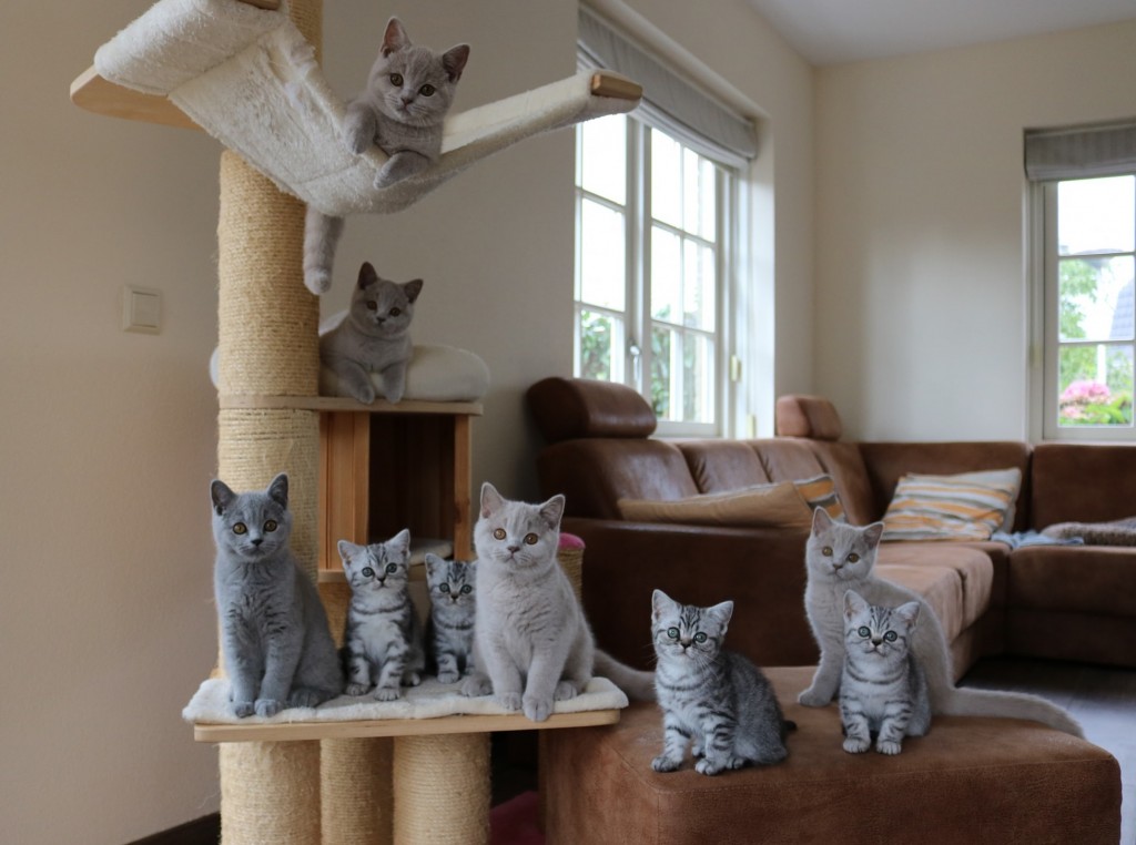Kittens 2021 - nest G en nest H