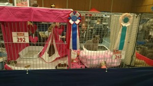 Mundikat show Uitgeest 2017 - Cattery Best Catch - Aline en Jody
