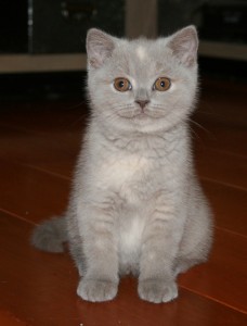 Aline