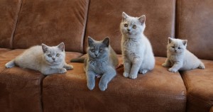 Kittens 2017