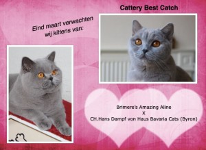 Kittens verwacht Aline en Byron