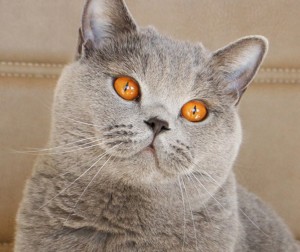 Maudi