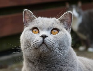 Maudi