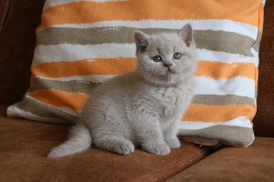 Kitten nest B