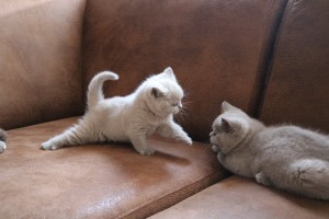 Samen spelen