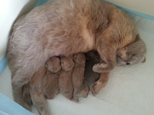 A nest geboren