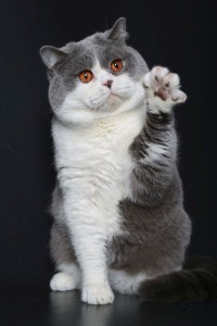 IC Vinch van de Nijehoeve