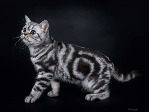 IC SE*Lindhouse Douglas