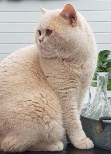 IC Mr. Bennet Pepe Le Pu