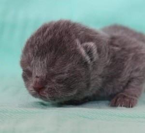 Kitten - Best Catch a dream Jody