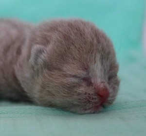 Kitten - Best Catch a special one Eliza