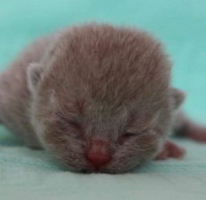 Kitten - Best Catch all of me Shiloh