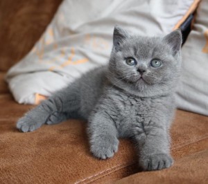 Best Catch a dream Jody