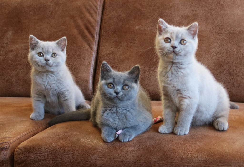 Nest-A-Shiloh-Jody-Eliza