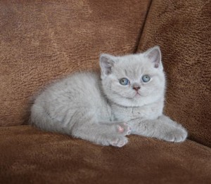 Best Catch all of me Shiloh