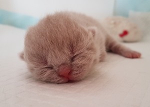 Kitten - Best Catch be loved