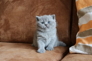 Best Catch Curious Rocky