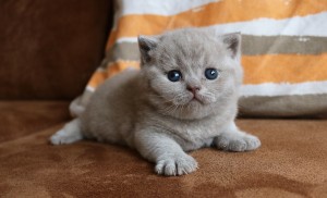 Best Catch Caesar Archie