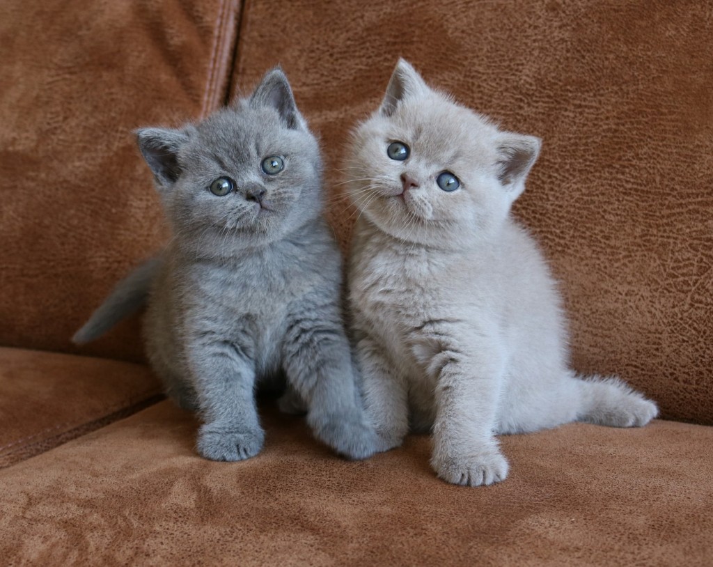 Rocky en Archie - 5,5 week oud