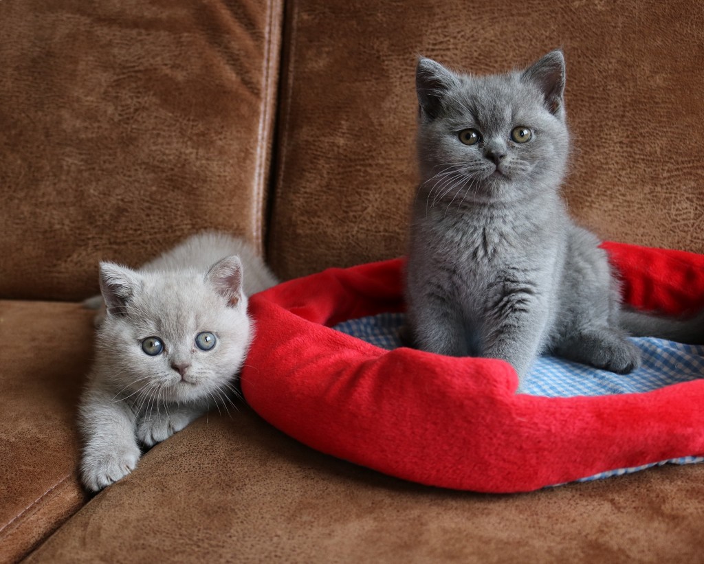 Archie en Rocky 7 weken oud