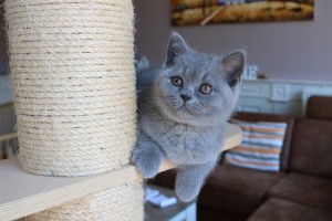 Best Catch Curious Rocky