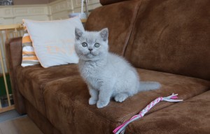 Best Catch Caesar Archie