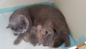 D nestje geboren