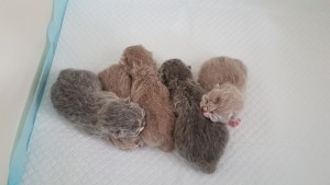 Kittens nest D