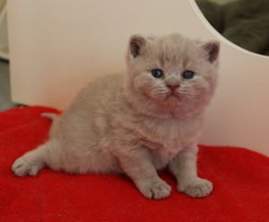 Best Catch Didius Lucky