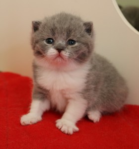 Best Catch Delicate Marble