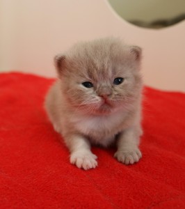 Best Catch Daring Pebbles