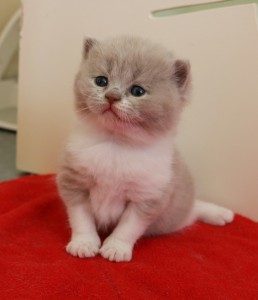 Best Catch Discover Sammy