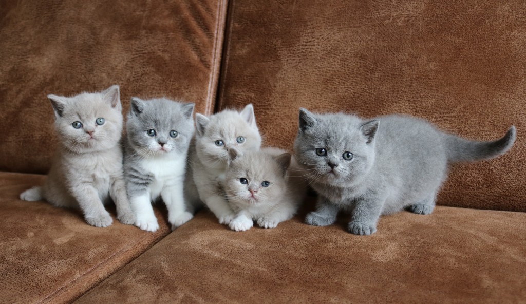 Nest D - 5 weken oud