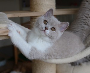 Best Catch Discover Sammy