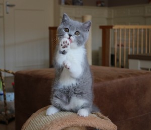 Best Catch Delicate Marble