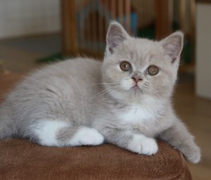 Best Catch Daring Pebbles