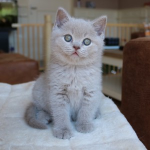 Best Catch Didius Lucky