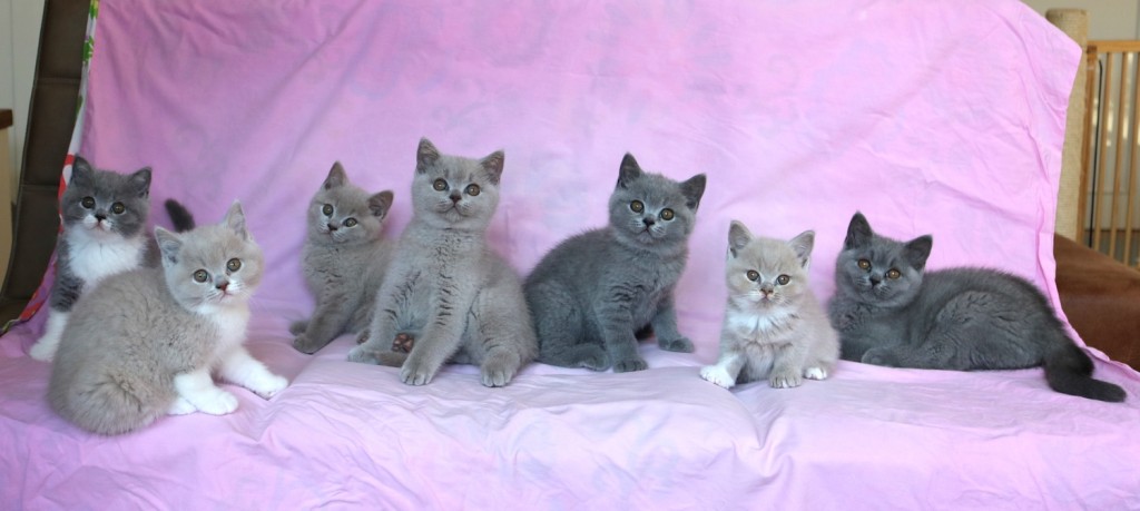 Kittens 2018 - Nest C en D