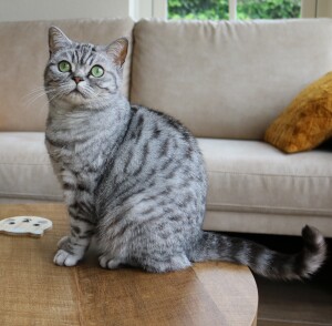 Fabulous Fancy Brinkman (Fancy)