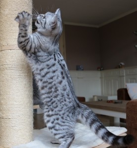 Fabulous Fancy Brinkman (Fancy)