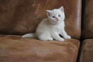 Best Catch Enzo Wolf