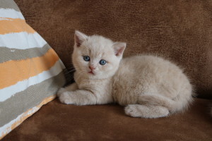 Best Catch Eddy Bink