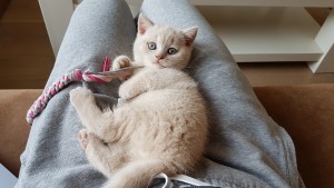 Best Catch Eddy Bink