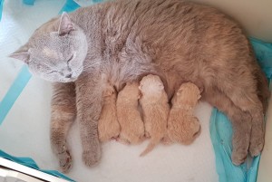 E nest geboren