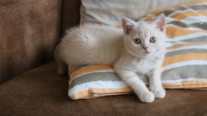 Best Catch Enzo Wolf